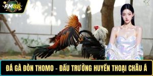 Đá gà đòn Thomo