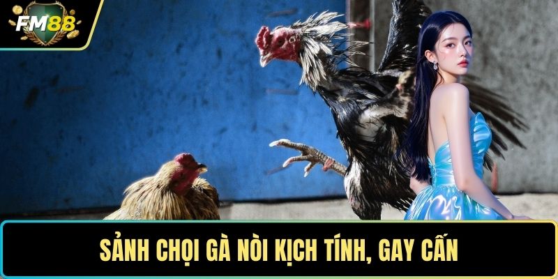 Sảnh chọi gà nòi kịch tính, gay cấn